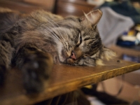 Hermes DS couch C201204.JPG